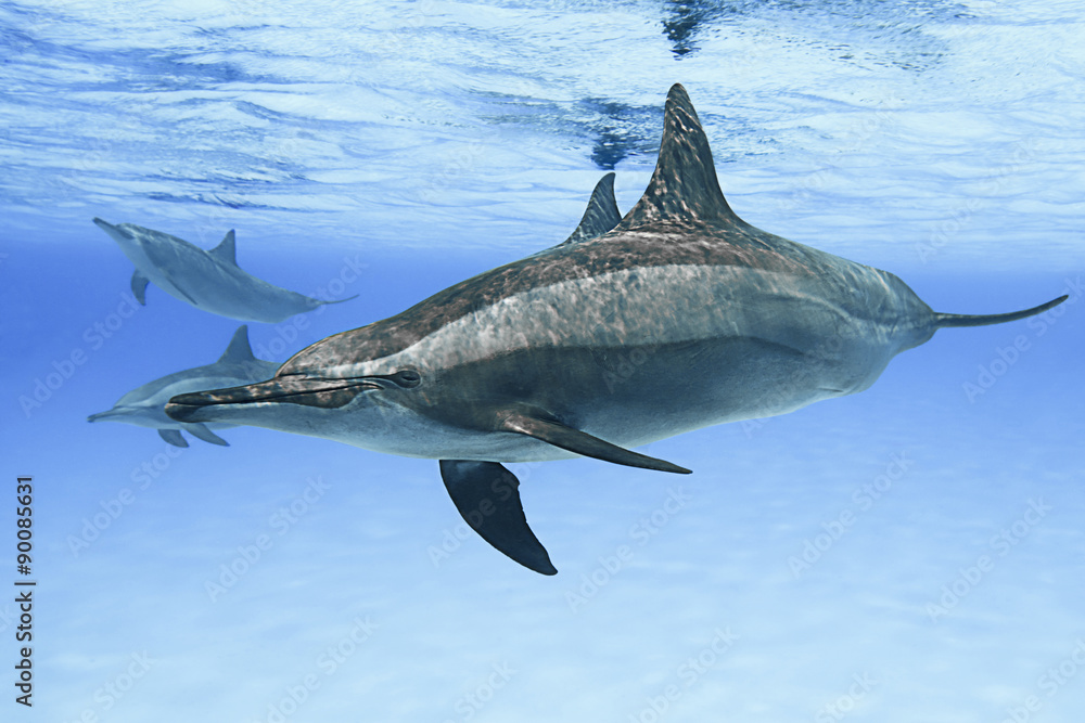 Fototapeta premium Spinner dolphins in nature. 