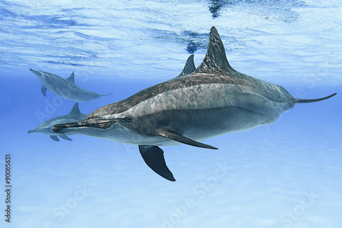 Spinner dolphins in nature. 