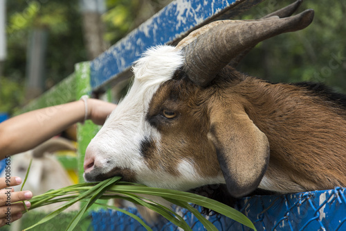 Feeding horned goat photo