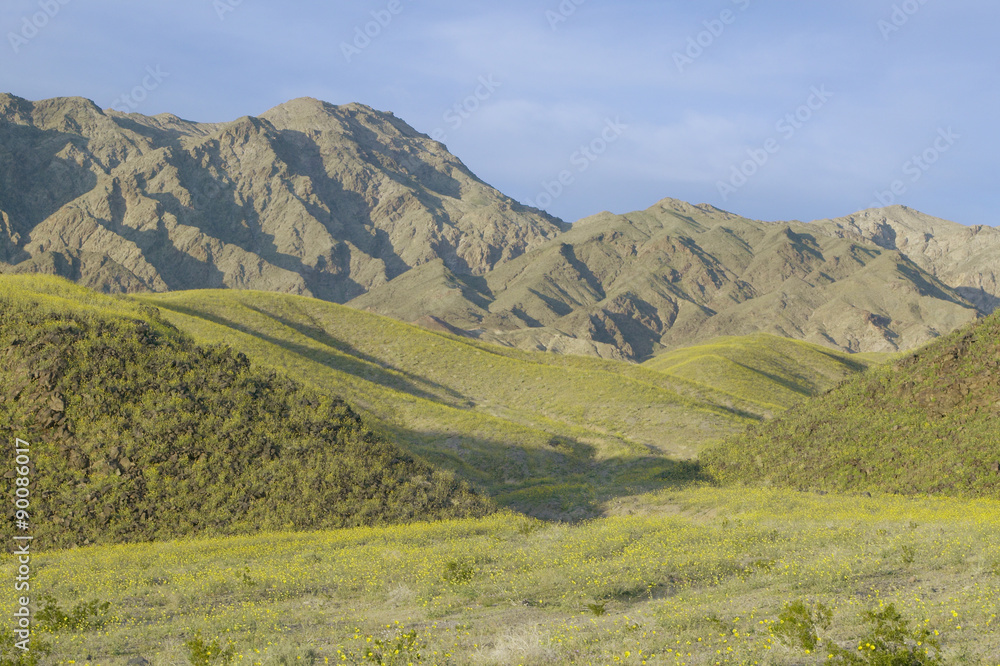 Naklejka premium Mountain view and spectacular desert gold and various spring flowers south of Furnace Creek in Death Valley National Park, CA