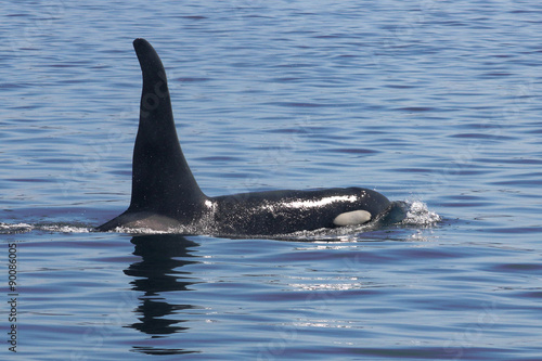 Northern Resident Killer Whale A38 "Blackney" sighted in Blackfish Sound off of Northern Vancouver Island in Canada.