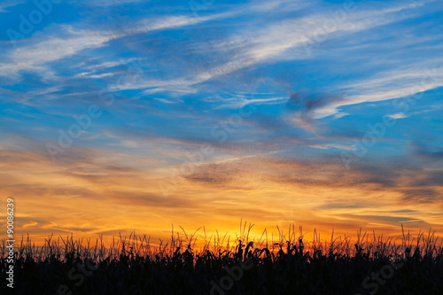 Maize at Sundown