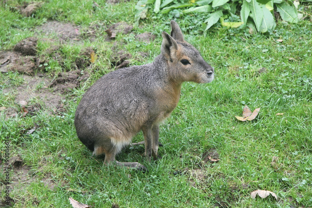 Obraz premium The Great Pampashase or Great Mara (Dolichotis patagonum) is a rodent species living in Argentina 