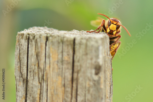 wasp photo