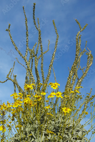 Ocotillo blossoms in desert in spring at Coyote Canyon, Anza-Borrego Desert State Park, near Anza Borrego Springs, CA