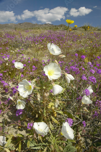 Desert lilies and white flowers blossoming with white puffy clouds in Anza-Borrego Desert State Park, near Anza Borrego Springs, CA off S22 highway through park photo