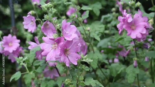 Wallpaper Mural Pink Mallow,  Alcea rosea hollyhock, flowers blooming in the garden, HD footage Torontodigital.ca