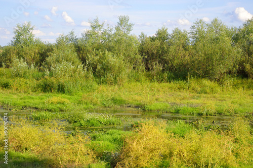 Summer landscape.