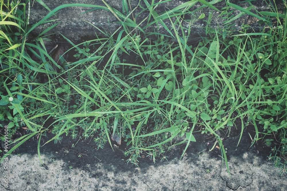 Obraz premium Green grass