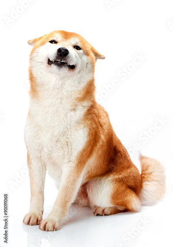 Shiba Inu sits on a white background and smiling photo