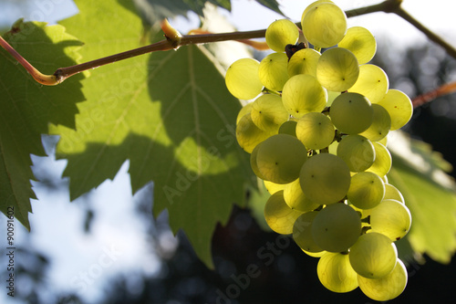 Bunch of grapes, cultivar vitis phoenix, glowing in the evening sun, shining through green grapes and leaves