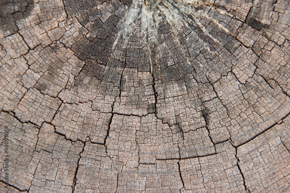 Fototapeta premium Circle Wood Texture
