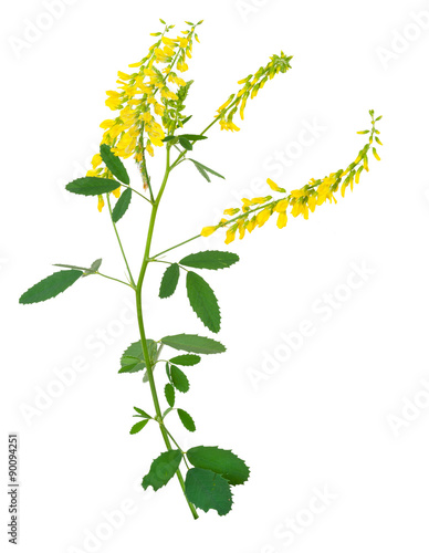 Medicinal plant: Melilotus officinalis (Yellow Sweet Clower)