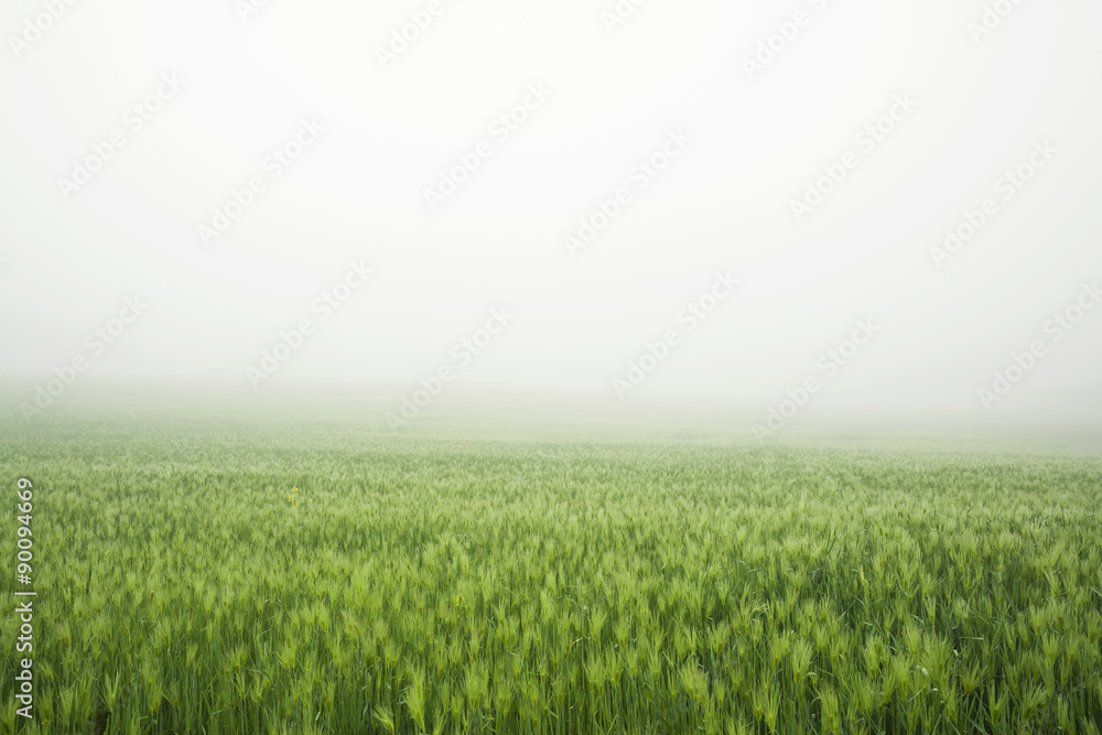 Fog above a field
