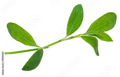Medicinal plant. Knotweed or polygonum aviculare
