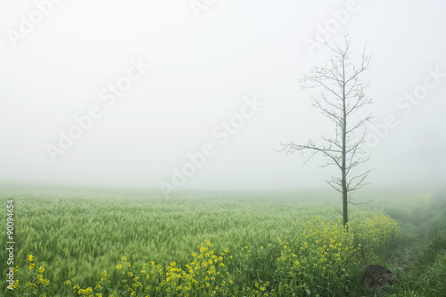 Fog above a field  