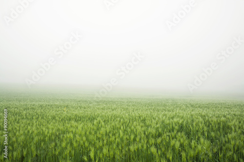 Fog above a field 