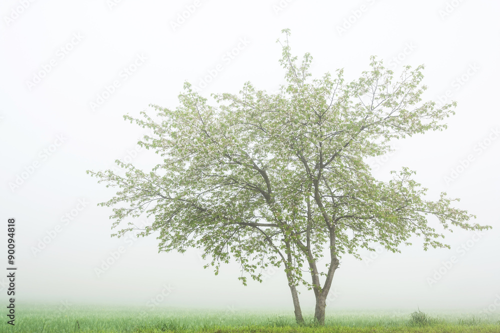 Fototapeta premium Fog above a field 