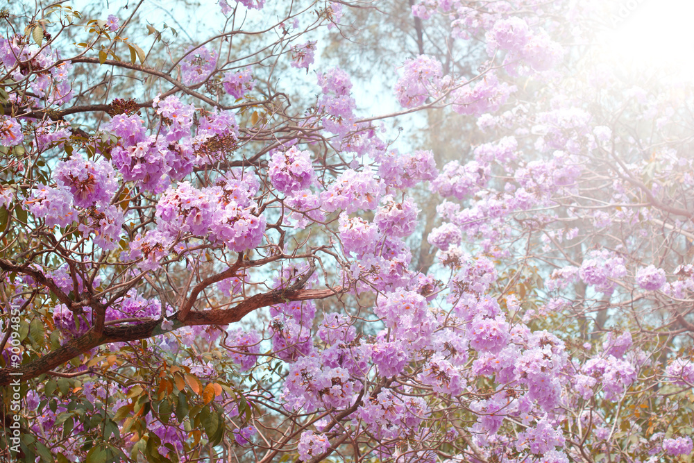 Pink trumpet tree (Bertol),sweet pink flower blooming in the garden