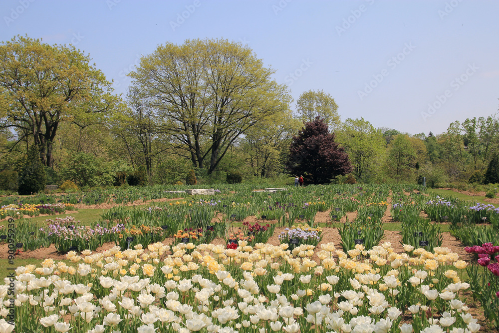 Obraz premium Blooming Garden