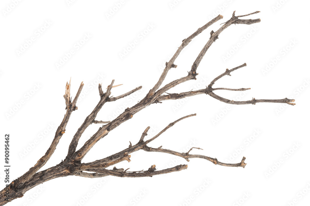 Dry tree branch - obrazy, fototapety, plakaty 