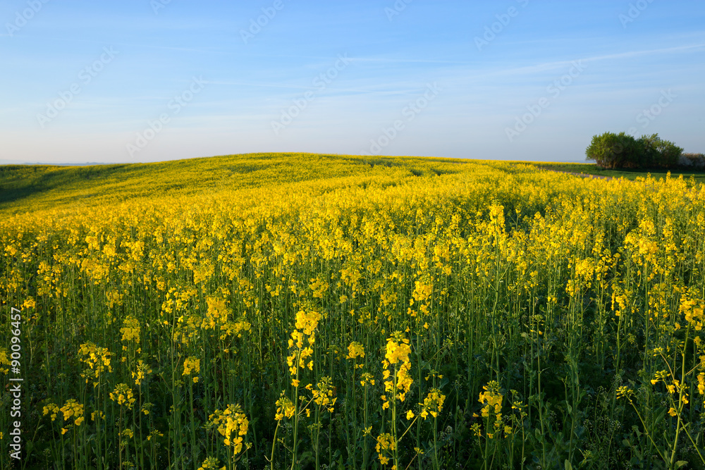 Spring yellow field