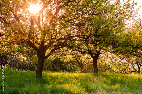 Sunny summer garden