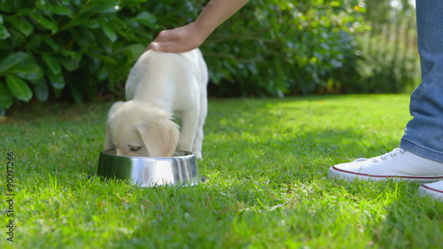 Woman is Feeding her Golden Retriever Puppy photo