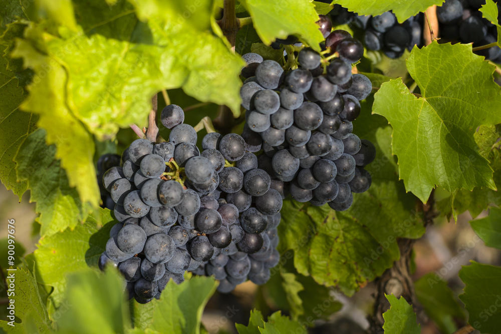 Grapes in vineyards before harvest