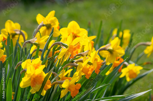 Bunch of blooming daffodils