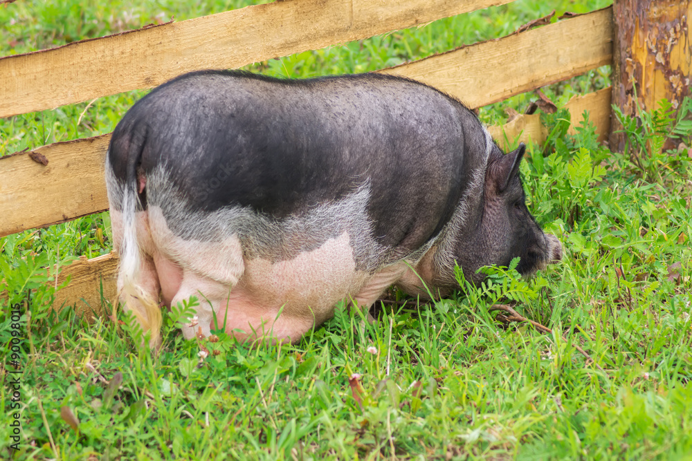 Fototapeta premium Big pig walking on the grass