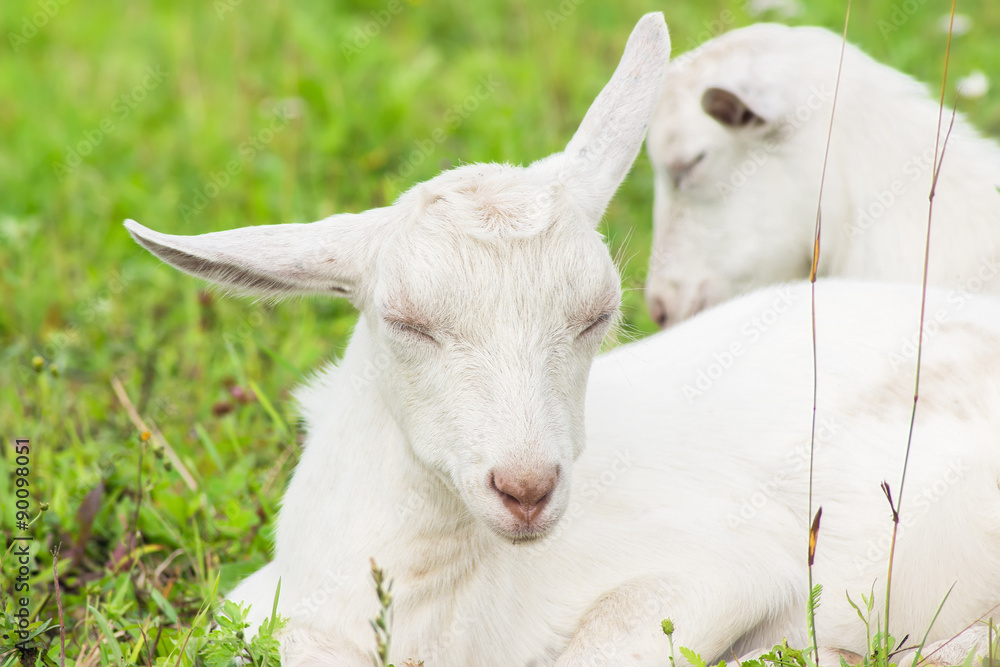 Obraz premium Two white goats in a corral asleep on the grass