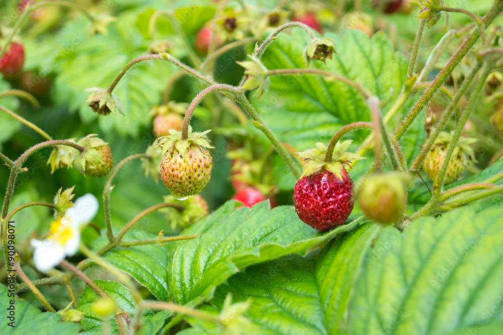 Ripe strawberry on a bush in garden Ripe strawberry on a bush in garden