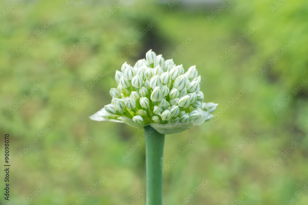 Green onion blooming in garden Green onion blooming in garden