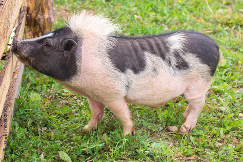 Hog standing at the fence
