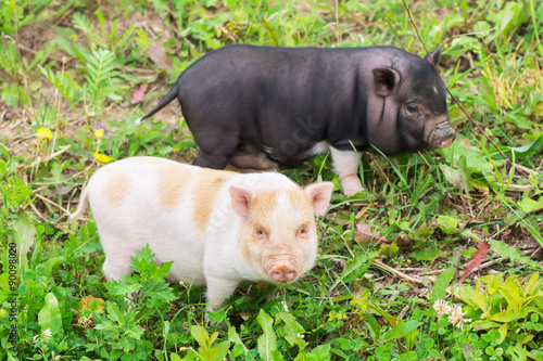 Two well-fed pig walk on the grass photo