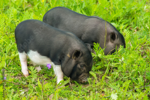 Two well-fed pig walk on the grass photo