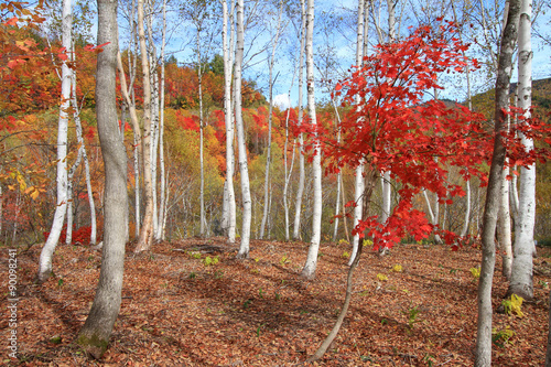 紅葉と白樺林