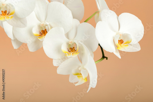Fototapeta Naklejka Na Ścianę i Meble -  romantic branch of white orchid on beige background