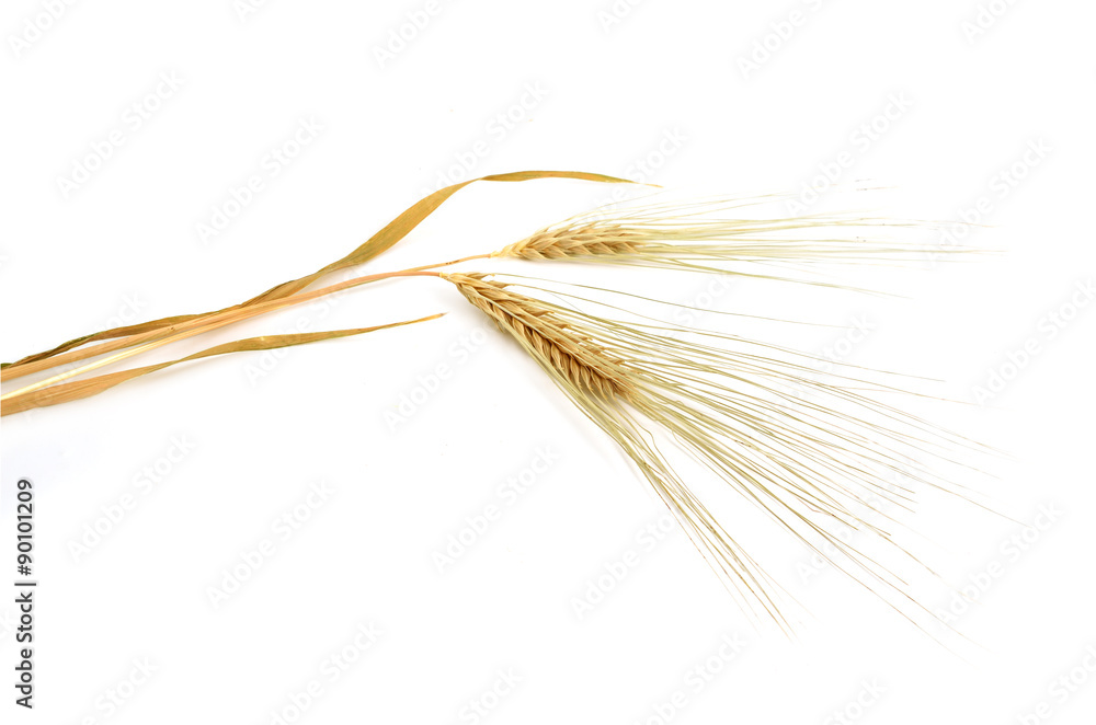 Barley cereals isolated Barley cereals isolated