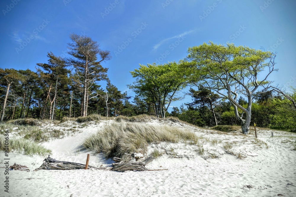 Obraz premium Weißer Küstenwald 