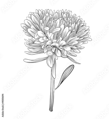 monochrome, black and white aster flower isolated.