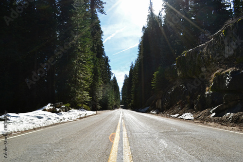 ROAD BETWEEN PINE TREES SEQUOIA NTIONAL PARK  photo