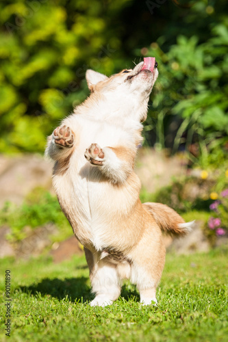 Fototapeta Naklejka Na Ścianę i Meble -  Pembroke welsh corgi puppy playing in the yard