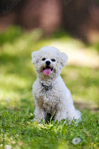 Fototapeta Naklejka Na Ścianę i Meble -  bichon in the park