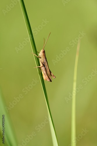 Closeup photo of a grasshopper