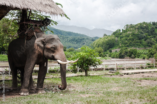 Photography elephants