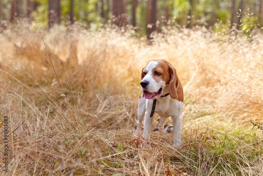  beagle in forest