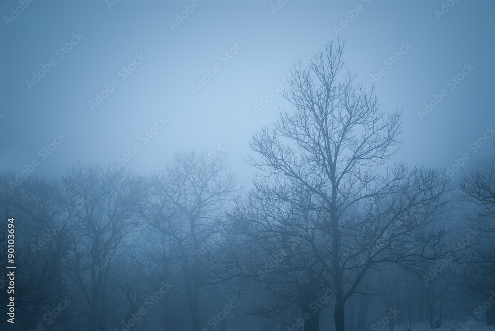 Cold winter landscape with trees surrounded by fog and snow Cold winter landscape with trees surrounded by fog and snow