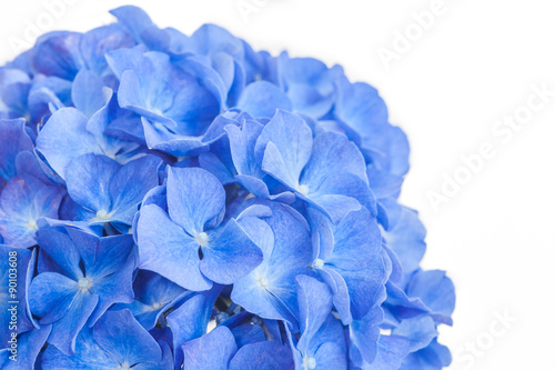 Blue Hydrangea macrophylla  flower isolated on white background